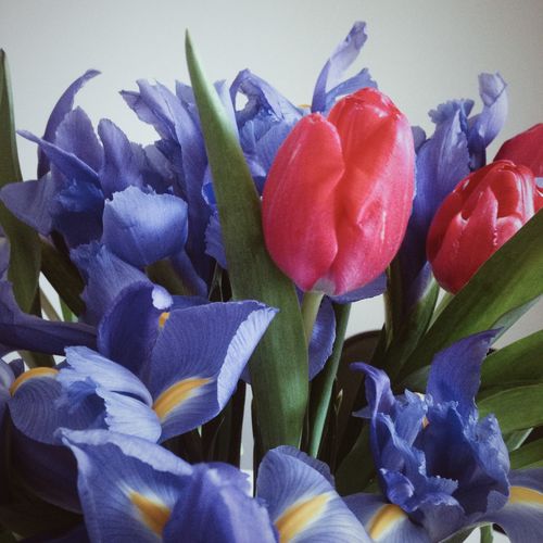 Tulips and Iris
