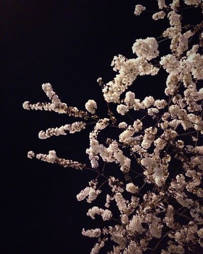 Night Blossoms