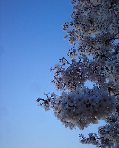Twilight Blossoms